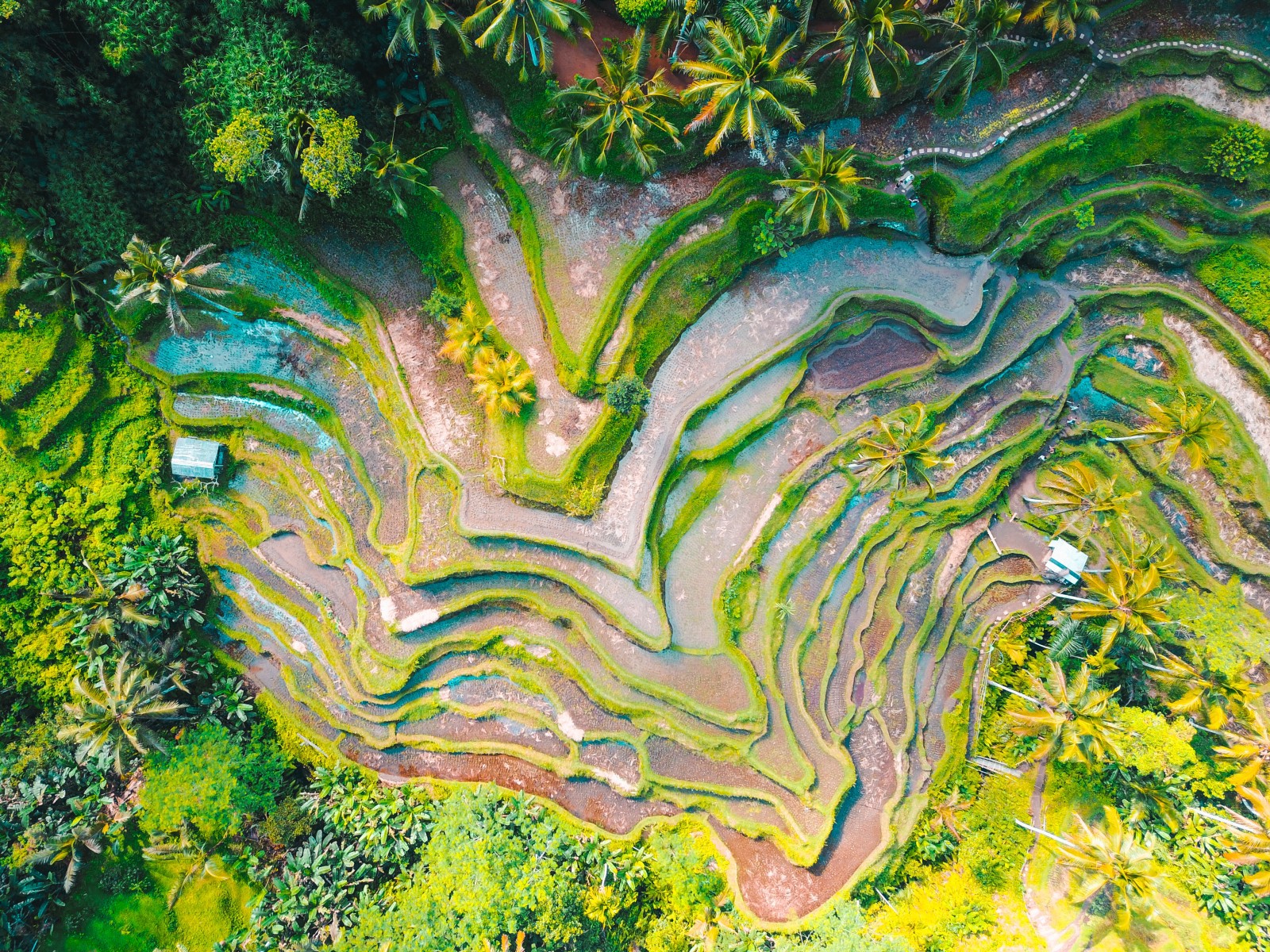 Bali, Indonesia Rice Terraces